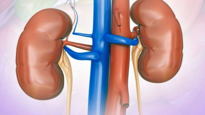 Ilustrasi ginjal.