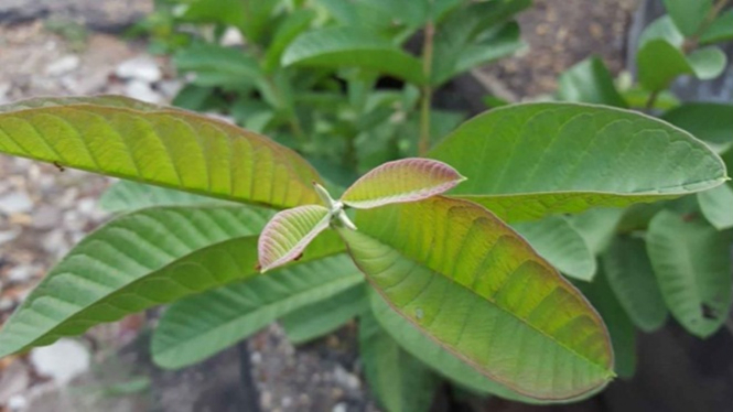 Daun jambu biji.