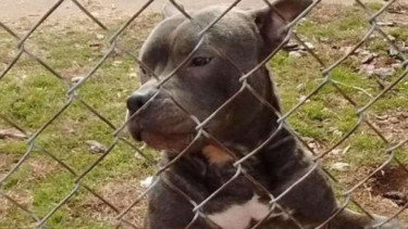 Pittbull