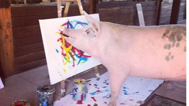 Pigcasso
