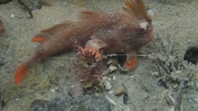 Ikan yang bisa berjalan, Thymichthys politus