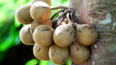 Buah kepel (Stelechocarpus burahol)