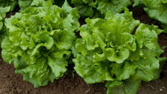 Daun selada.