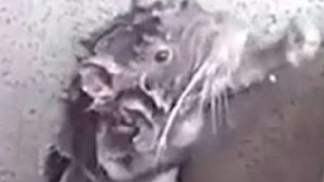 Tikus mandi sendiri layaknya manusia