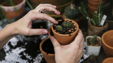 Berkebun.