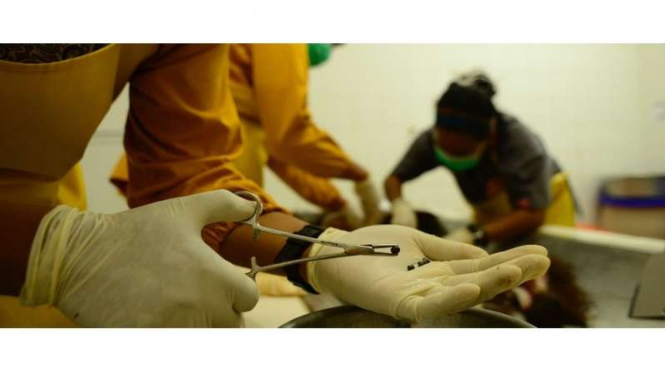 Petugas medis mengeluarkan puluhan butir peluru senapan angin dari tubuh seekor Orangutan Kalimantan, Selasa (6/2/2018)