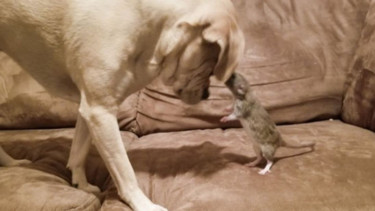 Pippin dan Leia