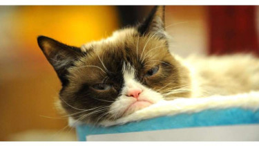 Tardar Sauce atau Grumpy Cat, si kucing judes yang menang gugatan pengadilan melawan perusahaan kopi di Amerika Serikat.