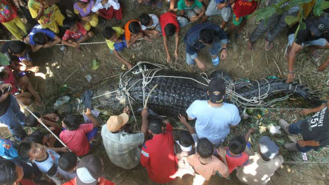 Sejumlah warga melihat seekor buaya yang ditangkap