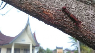 Ulat aneh yang ada di salah satu pohon di tepi jalan di Kabupaten Agam.