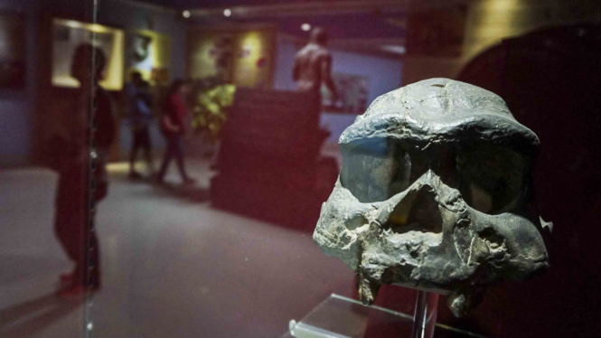 koleksi Museum Sangiran di Kalijambe, Sragen