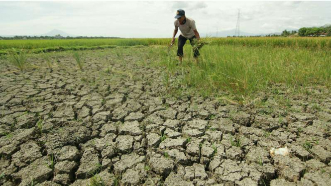 Kondisi kekeringan yang melanda ribuan hektare sawah.
