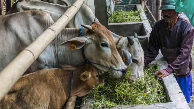 Ternak sapi