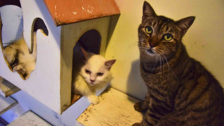 Pemprov DKI Tunda Razia Kucing dan Anjing Liar, Ini Alasannya