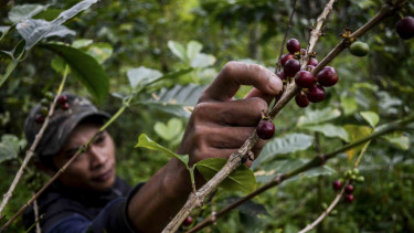 Petani memetik buah kopi di kebun kopi lahan Perhutani.