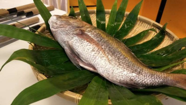 Ikan Tai