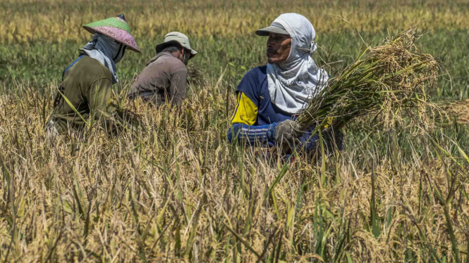 Buruh tani memanen padi di areal persawahan Desa Jamus, Mranggen, Demak