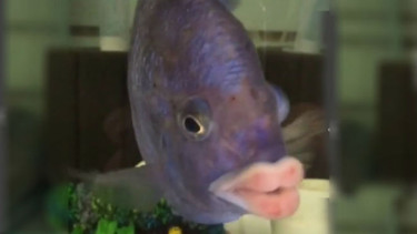 Ikan jenis Placidochromis Phenochilus.