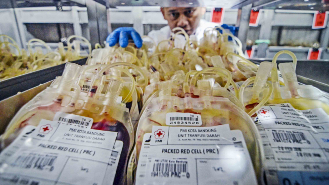 Petugas Palang Merah Indonesia (PMI) menyimpan kantong darah di lemari pendingin