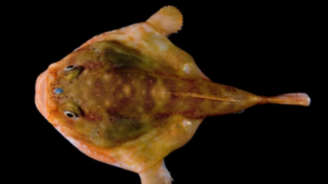 Anglerfish