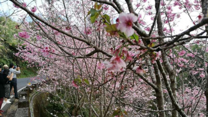 Bunga Sakura bersemi di Alishan, Taiwan