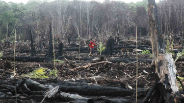 Pekerja menanam pohon kelapa sawit di kawasan Suaka Margasatwa Rawa Singkil