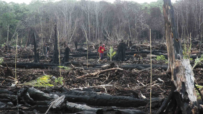 Pekerja menanam pohon kelapa sawit di kawasan Suaka Margasatwa Rawa Singkil