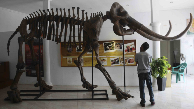 Replika fosil gajah purba (Stegodon trigonochepalus) koleksi Museum Situs Purba Pati Ayam