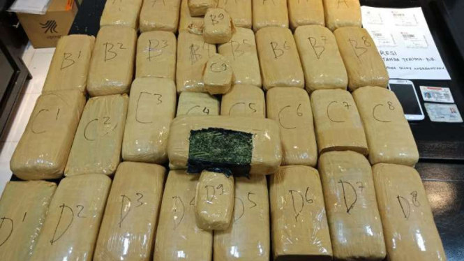 Barang bukti puluhan kg ganja. 