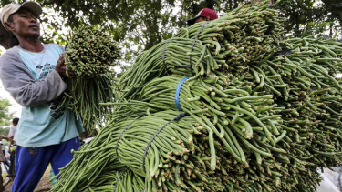 Buruh tani menata kacang panjang usai dipanen di area persawahan