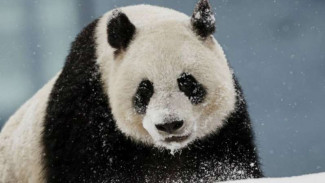 China Bangun Taman Panda Raksasa Lebihi Taman Nasional AS