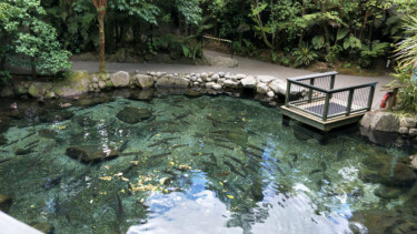 Rainbow Springs Nature Park, Selandia Baru.