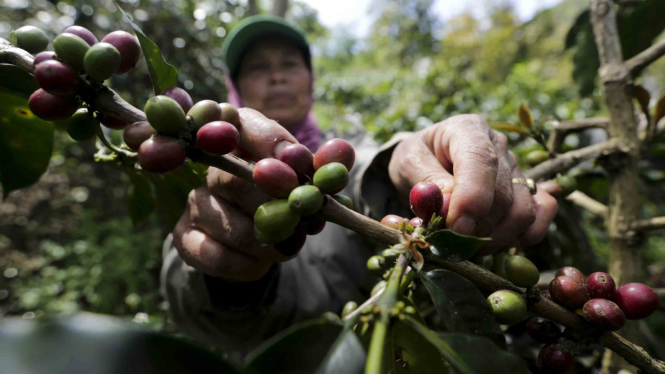 Petani memanen kopi jenis arabika