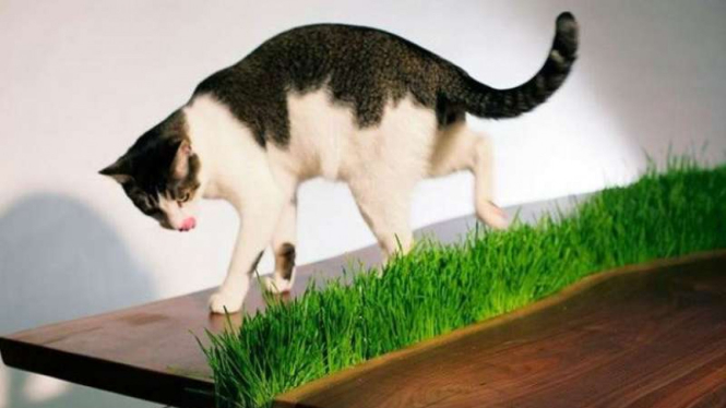 Ilustrasi kucing.