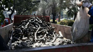 Pembersihan sampah kulit kabel di Jalan Medan Merdeka Barat, Jakarta.