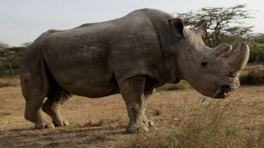 Sudan, badak putih utara jantan terakhir di dunia