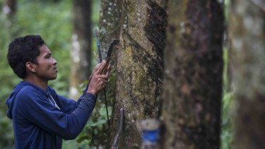 Petani menyadap pohon karet untuk diambil getahnya