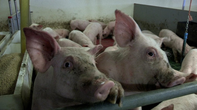 Pigs