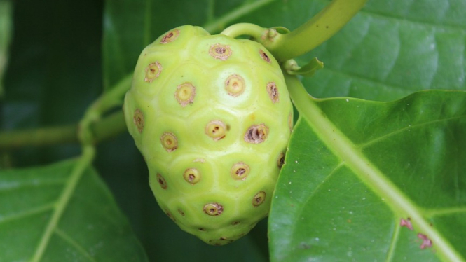 Buah mengkudu. Pixabay.com.