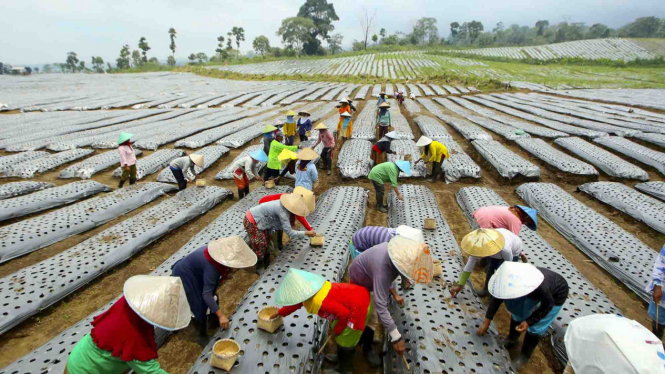 Ilustrasi petani bawang putih