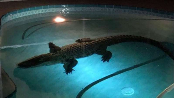 Buaya ditemukan di kolam renang rumah di Florida, AS