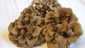 Maitake, Jamur yang Diklaim Ampuh Musnahkan Kanker