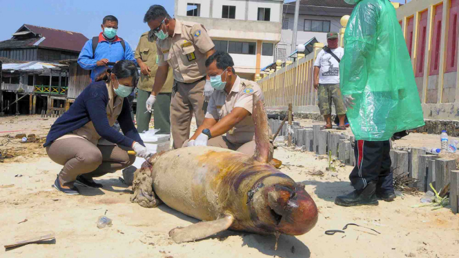 Hewan laut yang mati akibat minyak tumpah di Balikpapan