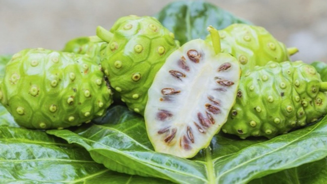 Buah mengkudu.