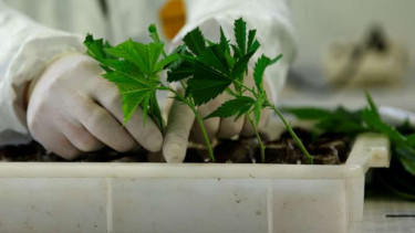Tanaman ganja di laboratorium