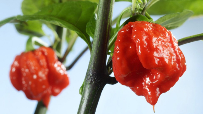 Cabe jenis Carolina Reaper dinobatkan sebagai cabe terpedas di dunia oleh Guinness World Record. - Spl