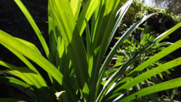 Ilusrasi duan pandan