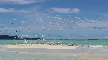 Baby Island