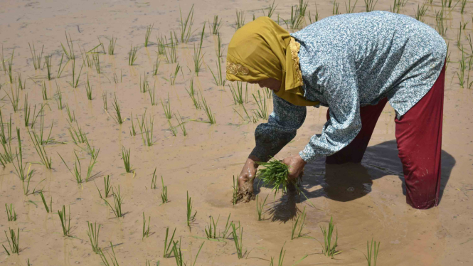 Petani menanam benih padi di sawah (Foto Ilustrasi).