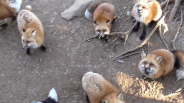 Sao Fox Village di Jepang
